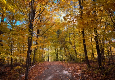 Embrace the Beauty of Northern Illinois in the Fall